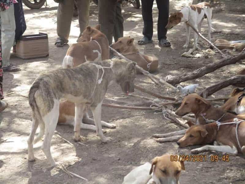 The dog meat trade is growing in African countries